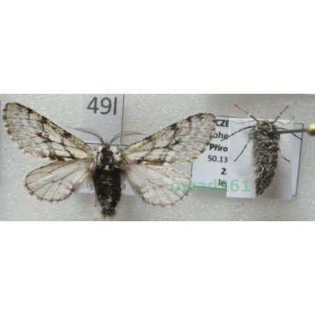 Lycia pomonaria (Hübner, 1790) pair Czech49l